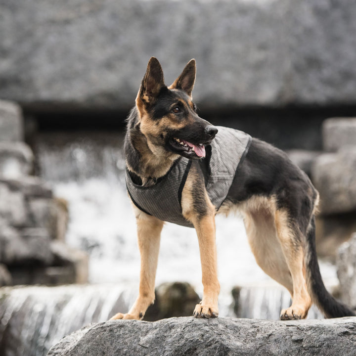 Dog Cooling Vest